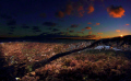   Bottom plant life sunset  